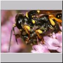 Mellinus arvensis - Kotwespe w26i mit Fliege.jpg